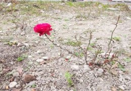 [最新海南农村宅基地管理办法]农村自留地可以建房吗