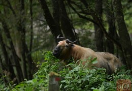 [近期发布黄色预警信号怎么办]在唐家河，1小时4次偶遇国家一级保护动物