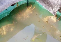 大闸蟹吧