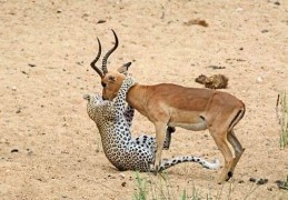猎豹与狮王的死亡竞速，绝对力量和绝对速度的终极较量！｜猎豹｜速度｜食草动物