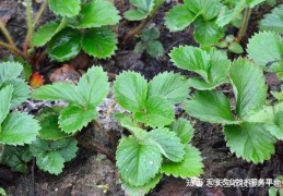 [草莓苗夏天留几叶最好]选草莓苗一定注意这些细节！
