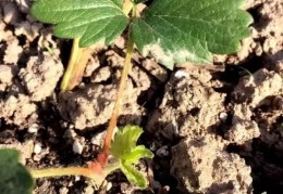 [草莓苗夏天留几叶最好]自己育草莓苗这些关键点不能出错！