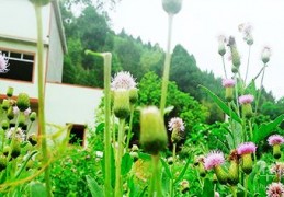 [居民宅基地使用的司法解释]关于农村居民宅基地有哪些法律规定