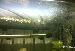 [显卡后面有一层油怎么办]【草缸从零开始】说说鱼缸日常困扰之一的“油膜”