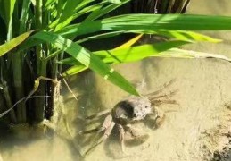 大闸蟹吧_2