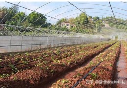 [草莓苗夏天留几叶为好]夏天草莓苗如何浇水管理？