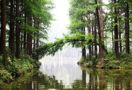 [铁山坪露营基地海拔]六种玩法玩转铁山坪公园