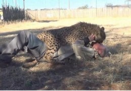 男子救了一只受伤的猎豹，没想到猎豹要留下来，让人傻眼了｜猎豹｜受伤｜草地