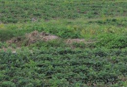 [宅基地上宽下三分之一窄]宅基地三权是指哪三权，宅基地有哪些特征