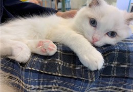 [飞蛾拉出红色的]猫咪拉血便怎么回事？猫咪拉血但是精神很好？一篇搞定