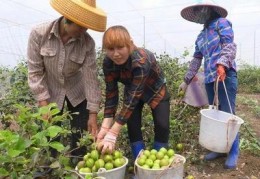 [农产品的上市公司]种植水果的上市公司请问股票中属于水果类的上市公司有哪些？