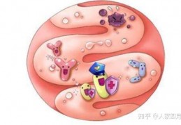 [仁心康一天吃几次合适]一天中益生菌粉的最佳服用时间