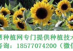[连续两次要命的病]葡萄根瘤病怎么防治