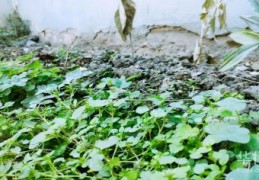 [居民宅基地使用的司法解释]2022宅基地使用权法律规定是什么