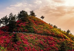 [武汉一日游旅行社旅游景点]2022辛亥革命博物院9月10日起恢复对外开放