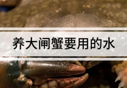 养大闸蟹要用的水