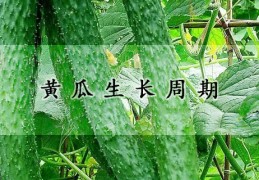 [黄瓜多少度可以结果成熟]黄瓜生长周期