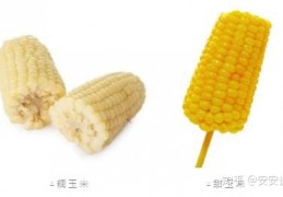 [玉米含绽粉多吗]糯玉米、甜玉米，究竟哪种更有营养？减肥选哪种？