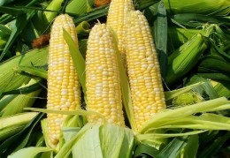 [玉米含绽粉多吗]玉米作为主食，热量是多少？