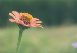 [怎样查询社保卡的缴费情况]如何查询个人社保缴费情况？查不到记录是怎么了？