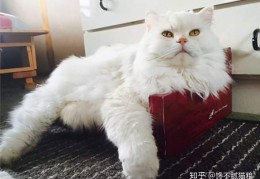 [猫咪重播]猫咪多少斤才算正常？猫咪体重对照表，看看你家喵超重了吗？