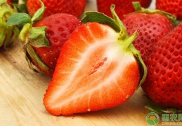 [草莓苗夏天留几叶为好]夏季高温草莓如何安全度过？浅谈草莓夏季栽培管理技巧